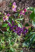 Iris reticulata;Purple Hill;Lenzenrose;Winter Angel