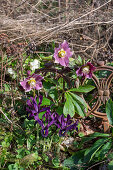 Zwerg-Iris (Iris reticulata) 'Purple Hill' und Lenzrose (Helleborus) 'Winter Angel' im Beet