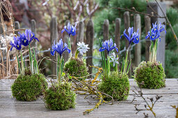 Zwerg-Iris (Iris reticulata) im Moosbett und Puschkinie  (Puschkinia scilloides) auf Gartentisch