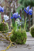 Zwerg-Iris (Iris reticulata) im Moosbett und Puschkinie  (Puschkinia scilloides)