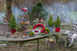 Weihnachtliche Etagere mit Kerzen, Zapfen, Christbaumkugeln, Moos, Zuckerhut-Fichte 'Conica' (Picea glauca) und Weidenkorb auf Gartentisch