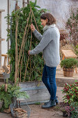 Winterize the rose in the pot and use it as a privacy screen.