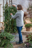 Winterize the rose in the pot and use it as a privacy screen.