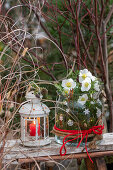 Weihnachtliches Gesteck, Schneerose (Helleborus Niger) und Nadelzweigen im Glas, Windlicht auf Holzbank im Garten