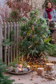 Weihnachtsdekoration im Garten, Kiefer als Christbaum, Schale aus Zapfen, Kerzen, Kranz, Lichterkette und Baumstumpfkerzen auf der Terrasse