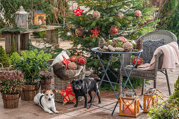Geschmückter Christbaum neben Sitzplatz auf der Terrasse mit Topfpflanzen und zwei Hunden