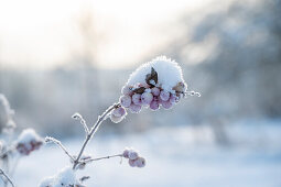 Schneebeerenzweig (Symphoricarpos) mit Eiskristallen, close-up