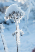 Fenchelblüte mit Eiskristallen angefroren bei Frost im Garten