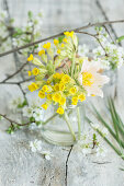 Bouquet of primroses (Primula veris) and pasqueflowers (Pulsatilla) in a preserving jar