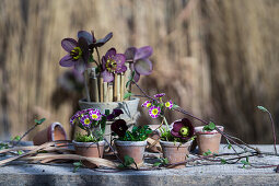 Orientalischer Nieswurz (Helleborus orientalis), Wintergrashalme und Primeln (Primula) in Tongefäßen