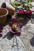 Orientalische Nieswurz (Helleborus orientalis), Blüten und Tongefäße