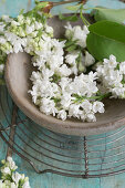 Fliederblüten (Syringa) in Holzschale auf Kuchengitter