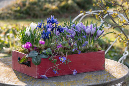 Blumenkasten mit Krokus 'Pickwick', und Zwergiris 'Harmony'