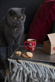 Graue Katze, Popcorn-Kekse und Becher mit Kaffee