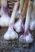 Freshly harvested garlic