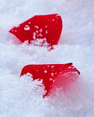 Rote Rosenblütenblätter im Schnee