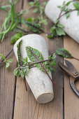 Tall, slender clay pots with beech branches as a cutting aid and sorrel leaves for wrapping