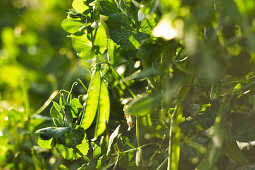 Pea pods on the plant