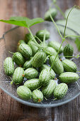 Mexican mini cucumber (Melothria scabra)