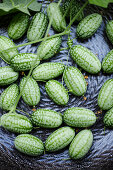 Mexican mini cucumber (Melothria scabra)