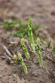 Grüner Spargel auf dem Feld