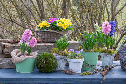 hyacinths; Primula; Crocus; 'Vanguard';