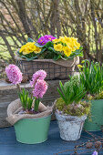 hyacinths; Primula; Crocus; 'Vanguard';