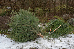 alten Christbaum, Nordmanntanne zerlegen und die Zweige zum Abdecken gegen starke Fröste im Januar oder Februar verwenden