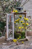 winter aconites;