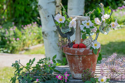 Wildrosenblüten (Rosa canina) oder 'Hundsrose', Blütendeko an Blumentopf mit Erdbeeren, Spaten und Schaufel, Blüten von Zierlauch