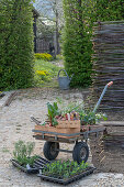 Young plants of chard; strawberries; spring onions; sweet peas and bulbous fennel; 'Selma';