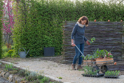 Frau beim Einpflanzen von Blatt-Mangold 'Bright Lights' (Beta vulgaris), Erdbeeren, Winterzwiebel (Allium fistulosum), Duft-Wicke (Lathyrus odoratus) und Knollenfenchel 'Selma' mit Schubkarren