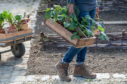 early strawberry; 'Elvira'; and garlic are good neighbors