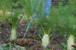 Chop a bed of bulbous fennel