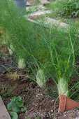 Knollenfenchel 'Selma' im Gemüsebeet