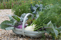 Kohlrabi; 'Azur'; bulb fennel; 'Selma';