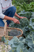 Frau bei erster Ernte von Brokkoli, nur den Kopf, dann in sechs Wochen eine zweite Ernte mit kleineren Röschen ernten