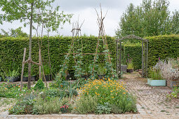 Gemüsebeete und Blumenbeete im Garten mit Stangenbohne 'Neckargold' (Phaseolus vulgaris) an Spalier