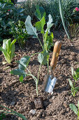 Kohlrabi in Mischkultur mit Salat und Zinnien im Gemüsebeet