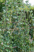 Anbau der Stangenbohne 'Neckargold' (Phaseolus vulgaris) im Gemüsegarten