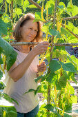 Stangenbohne (Phaseolus Vulgaris) 'Neckargold', Frau bei Ernte der Schoten