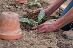 Young plants or seedlings of artichokes