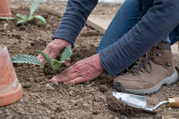 Young plants or seedlings of artichokes