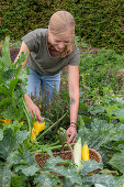 Frau bei der Ernte von Zucchini (Cucurbita pepo)