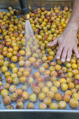 Washing mirabelle plums for schnapps production