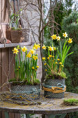 Daffodils 'Tete a Tete' (Narcissus), winter aconites (Eranthis) in pots, with moss and twigs on the patio