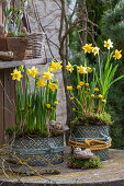 Daffodils 'Tete a Tete' (Narcissus), snowdrops (Galanthus Nivalis), winter aconites (Eranthis) in pots on the patio