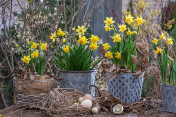 Daffodils (Narcissus) 'Tete a Tete' and 'Tete a Tete Boucle' in pots and eggs in a nest on the patio