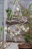 Daffodils 'Sailboat'; grape hyacinth 'Mountain Lady' Easter Decoration