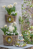 Narzisse 'Bridal Crown' (Narcissus), Hyazinthen (Hyacinthus), Hornveilchen (Viola Cornuta) in Blumenkorb mit Etagere aus Krügen und Zuckerostereiern